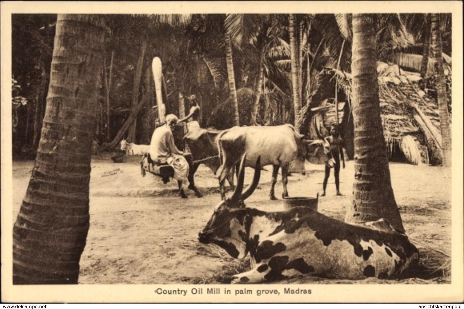 Cp Chennai Madras Indien, Country Oil Mill In Palm Grove, Ölmühle, Rinder - Autres & Non Classés