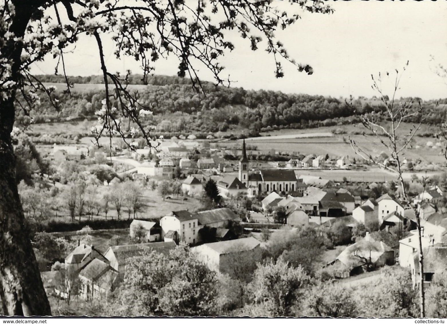 Reisdorf   Carte-photo   Foto: Drockenmüller   2 Scans - Autres & Non Classés