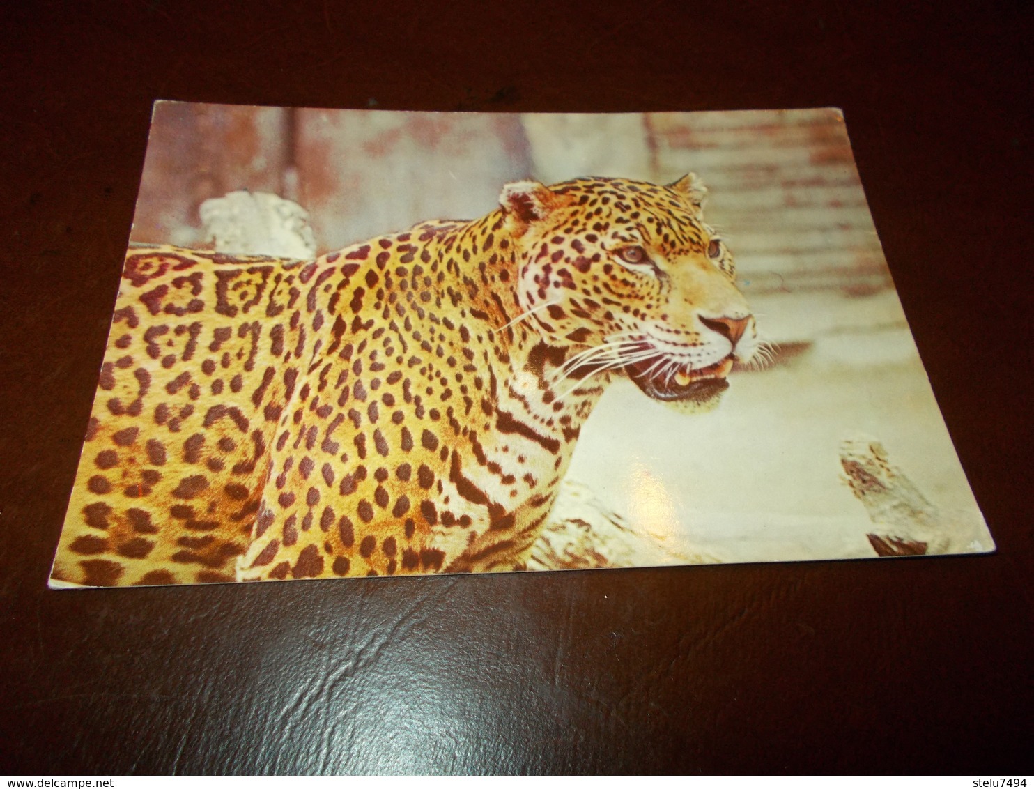 B713  Leopardo Non Viaggiata - Altri & Non Classificati