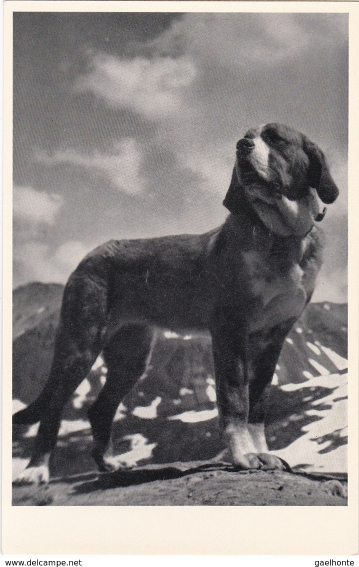 D1048 CHIEN A LA MONTAGNE - GRAND SAINT BERNARD - Cani