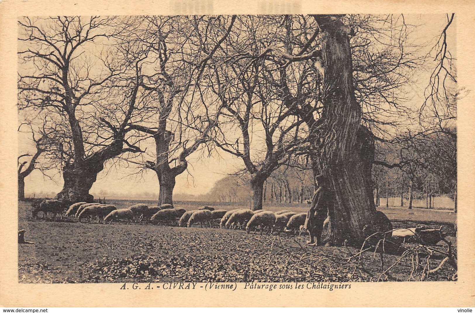 A-19-2451 :  TROGNE. TROGNES. ARBRE REMARQUABLE. CIVRAY. VIENNE. LES CHATAIGNIERS. - Arbres