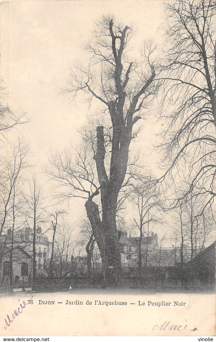 A-19-2461 :  TROGNE. TROGNES. ARBRE REMARQUABLE. DIJON. LE PEUPLIER NOIR. - Arbres