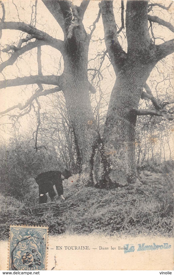 A-19-2472 :  TROGNE. TROGNES. ARBRE REMARQUABLE. EN TOURAINE. DANS LES BOIS A LA MEMBROLLE - Arbres