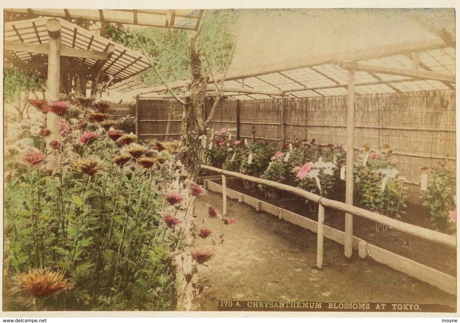 2 Photos Du Japon - XIXéme Sur Papier Albuminé  - 1) CHRYSANTERIUM AT TOKIO - 2) JAPONAISE A L'OMBRELLE - Anciennes (Av. 1900)