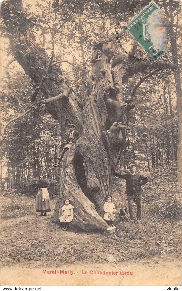 A-19-2480 :  TROGNE. TROGNES. ARBRE REMARQUABLE. MAREIL MARLY. LE CHATAIGNIER TORDU - Arbres