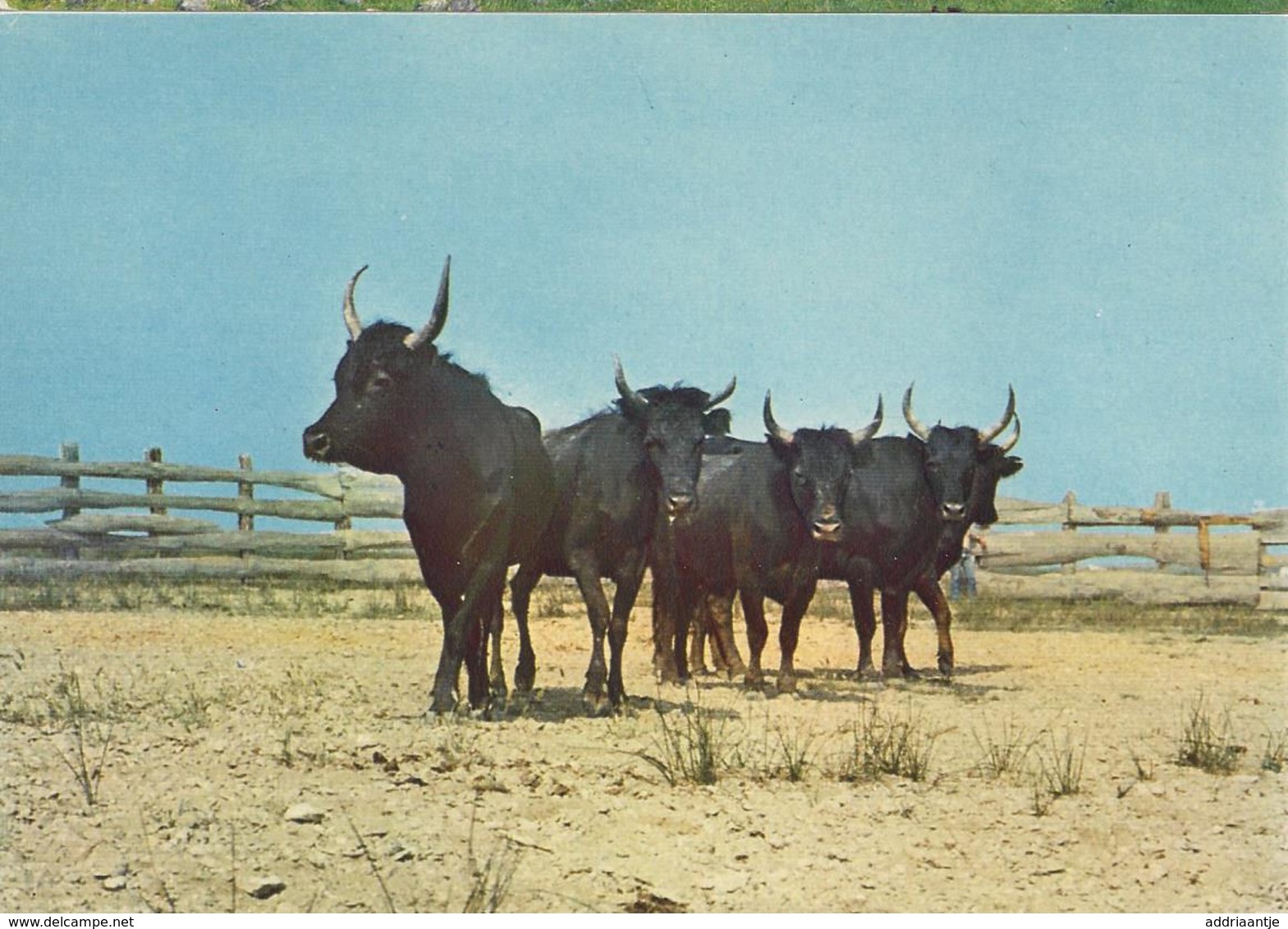 Cow, Vache Camargue, Kuh, Koe, Vaca (HD04) - Vacas