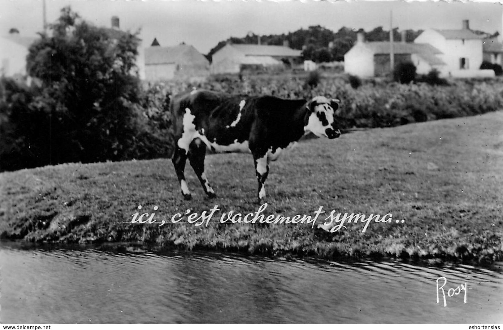 ICI C'EST VACHEMENT SYMPA - Vaches