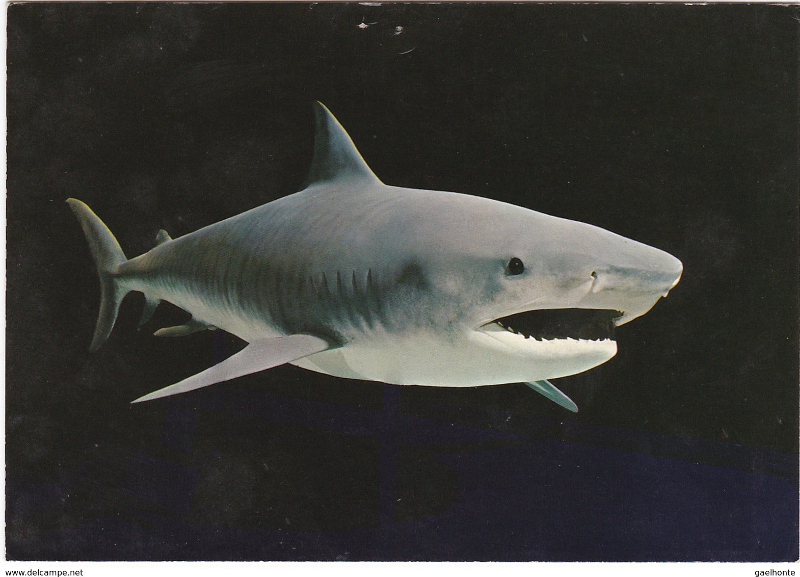 D1074 MUSEE DE GENEVE - REQUIN TIGRE - MER ROUGE - Other & Unclassified