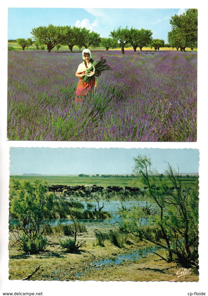 RÉGIONS . " EN CAMARGUE . UNE MANADE " & " LA PROVENCE . CHAMP DE LAVANDE  " . 2 CARTES POSTALES - Réf. N°20269 - - Provence-Alpes-Côte D'Azur