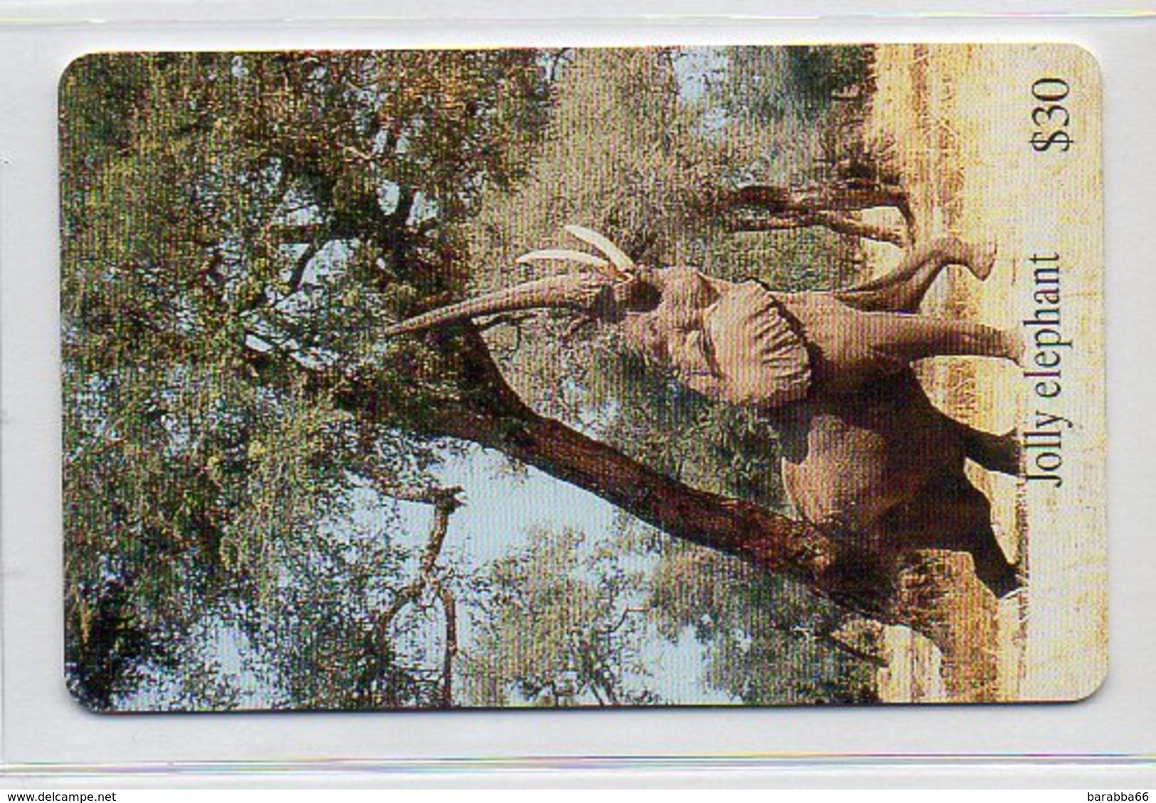 JOLLY ELEPHANT - Zimbabwe