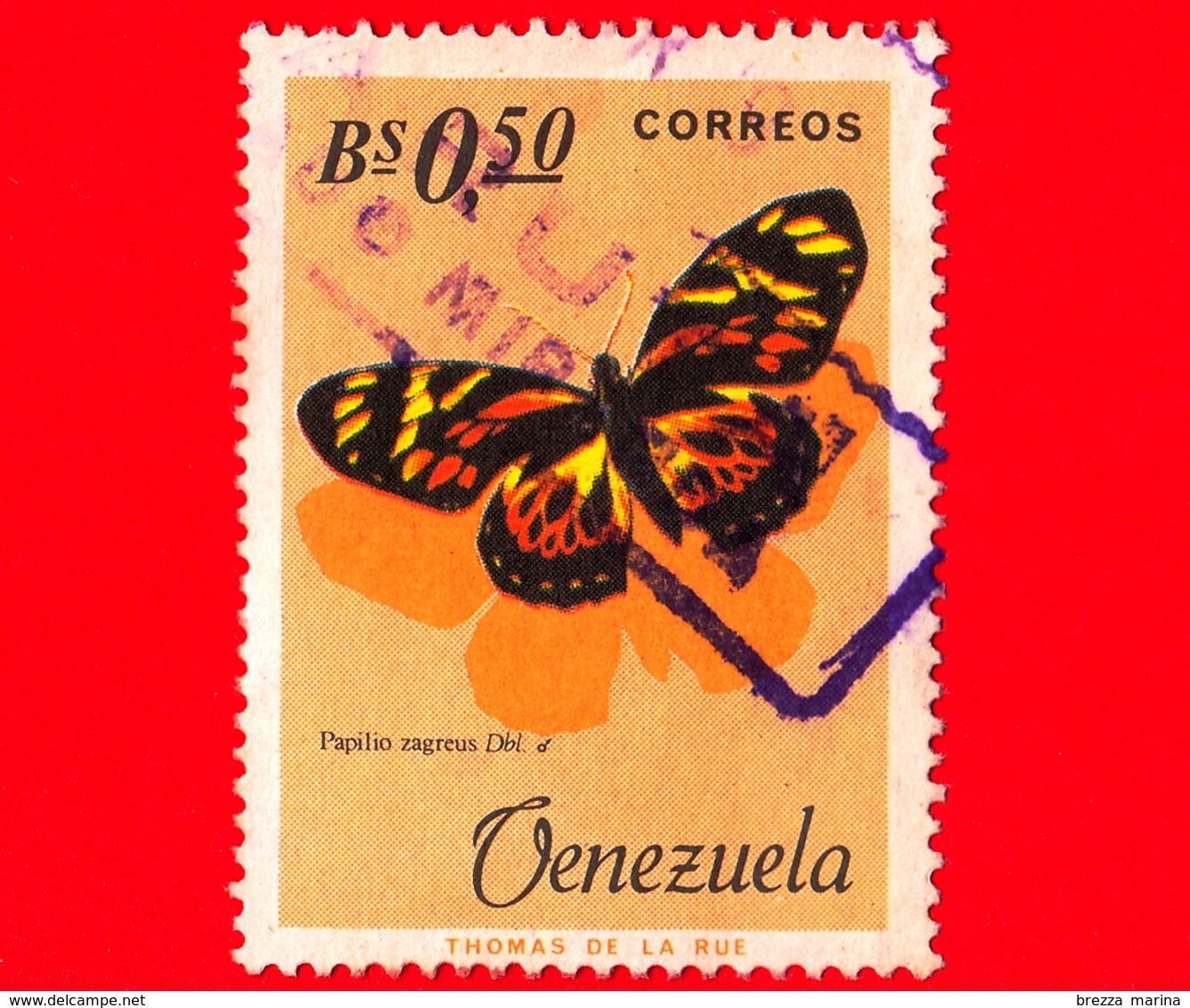 VENEZUELA - Usato - 1966 - Farfalle - Butterflies - Papilio Zagreus - 0.50  P. Aerea - Venezuela
