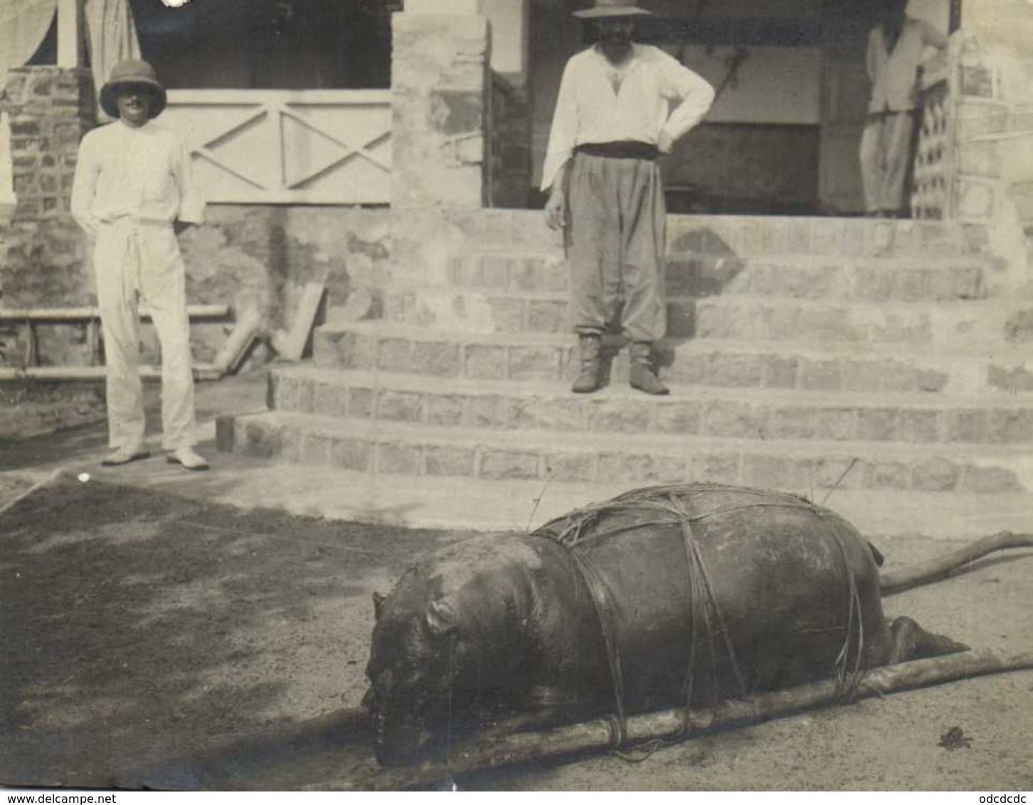 Carte Photo L' Hippopotame Du Libéria Ou Petit Hippopotame De Brousse Photo Prise à Soubré - Hippopotames