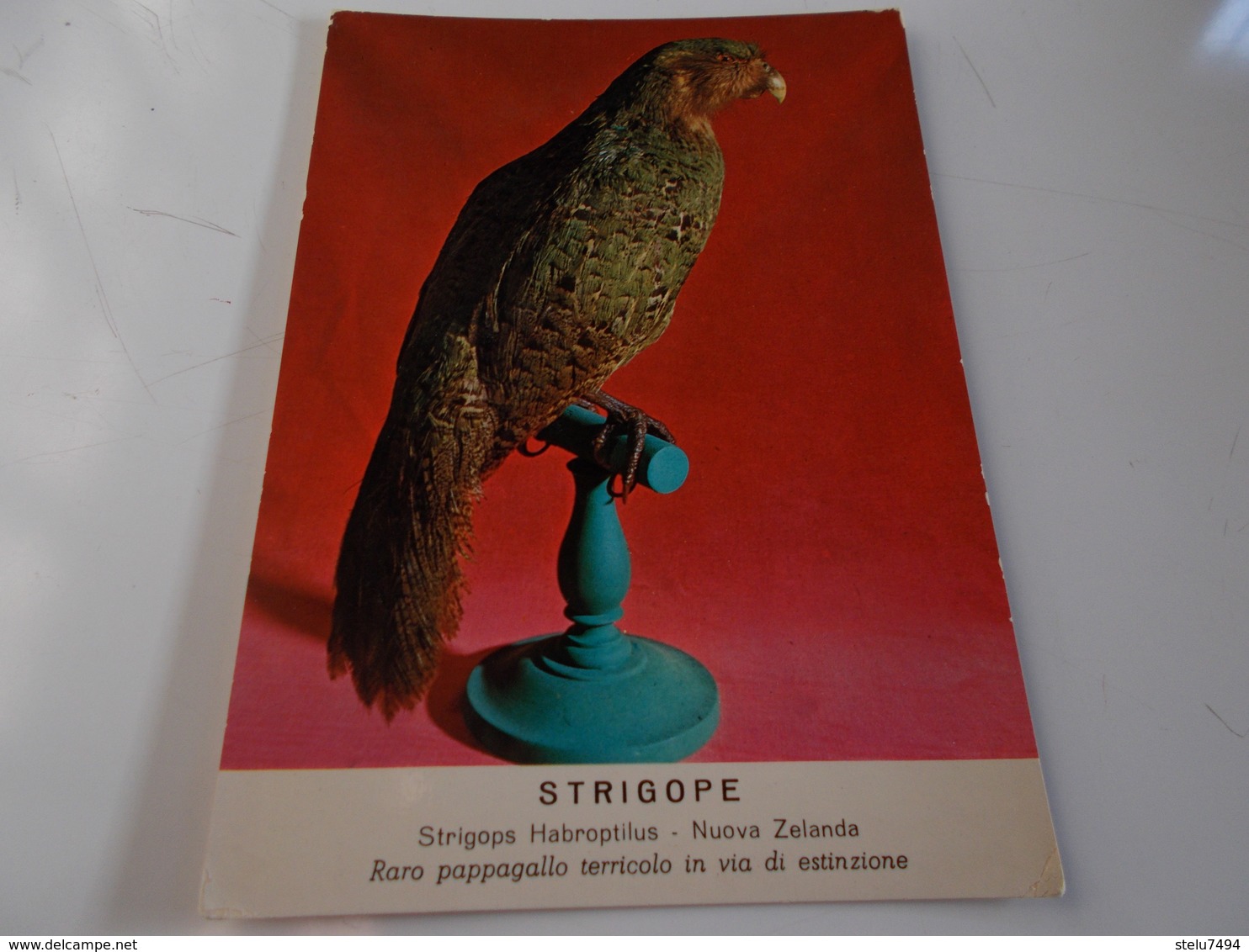 B716  Strigope Pappagallo Museo Storia Naturale Torino Non Viaggiata - Uccelli