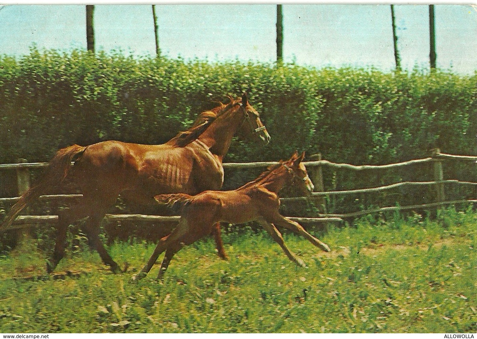 2741 " CAVALLA CON PULEDRO AL TROTTO" CARTOLINA POSTALE ORIGINALE NON SPEDITA - Cavalli