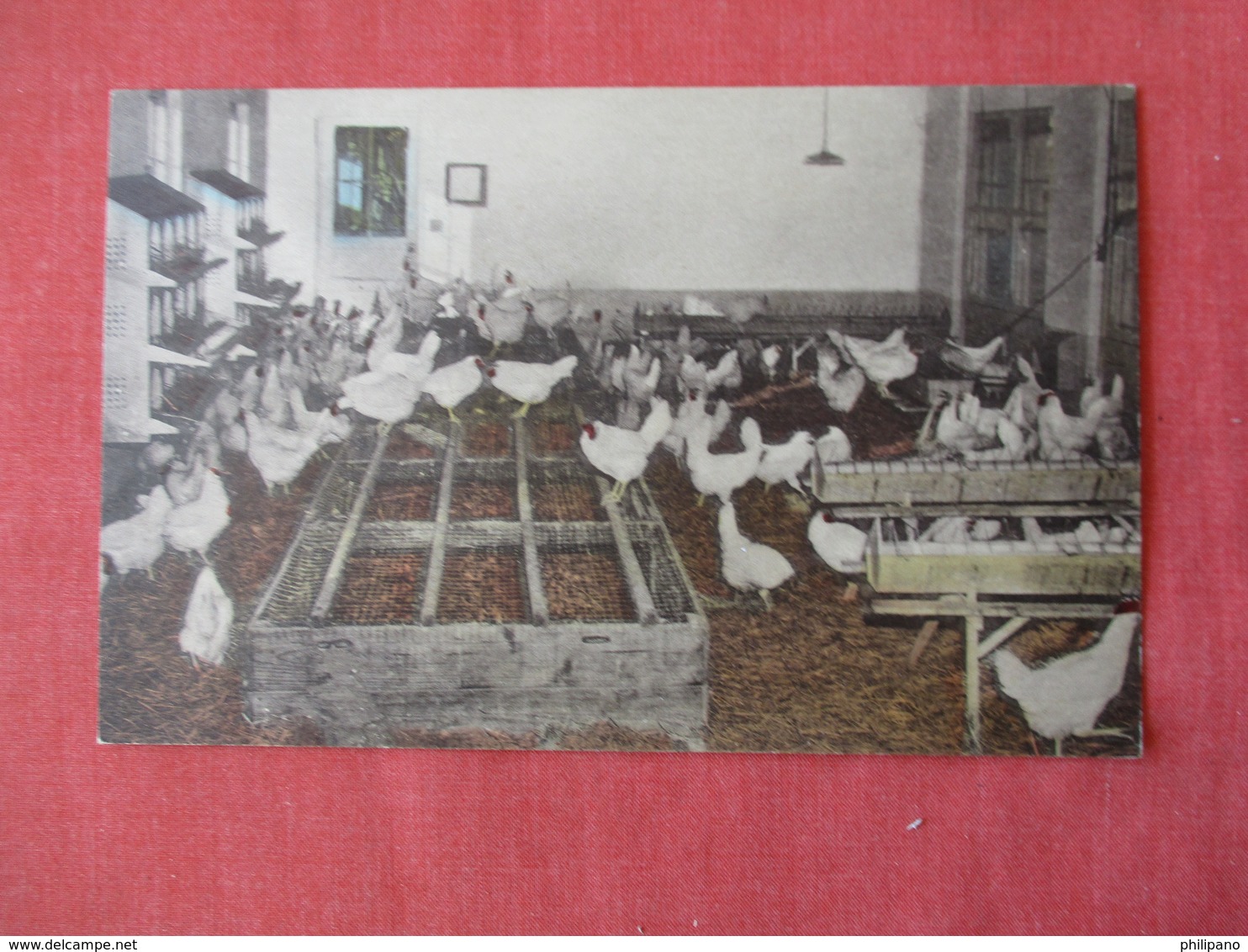 Laying Chicken Quarter   Handcolored   -St Francis Health Resort Denville New Jersey  Ref 3172 - Other & Unclassified