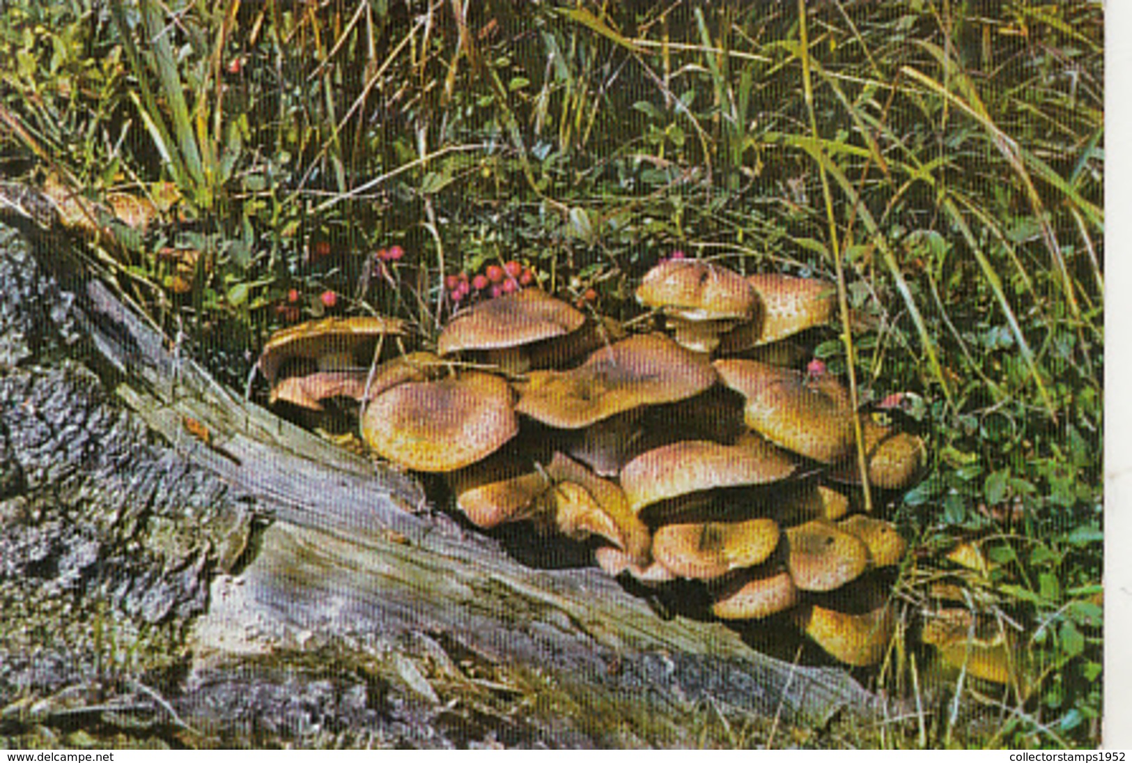 76229- MUSHROOMS - Mushrooms
