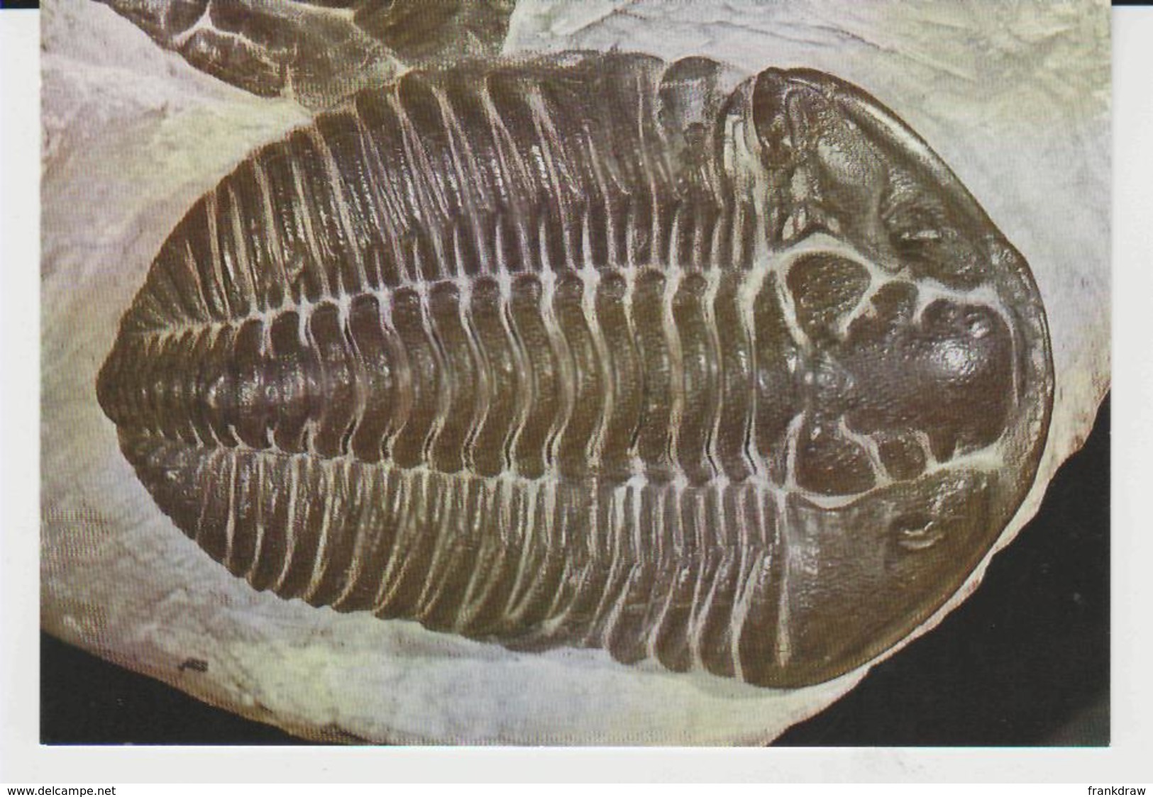 Postcard - Carapace Or Shell Of The Trilobitee Calemene Blumenbachi Brongniart. Card No..c111  - Unused Very Good - Unclassified