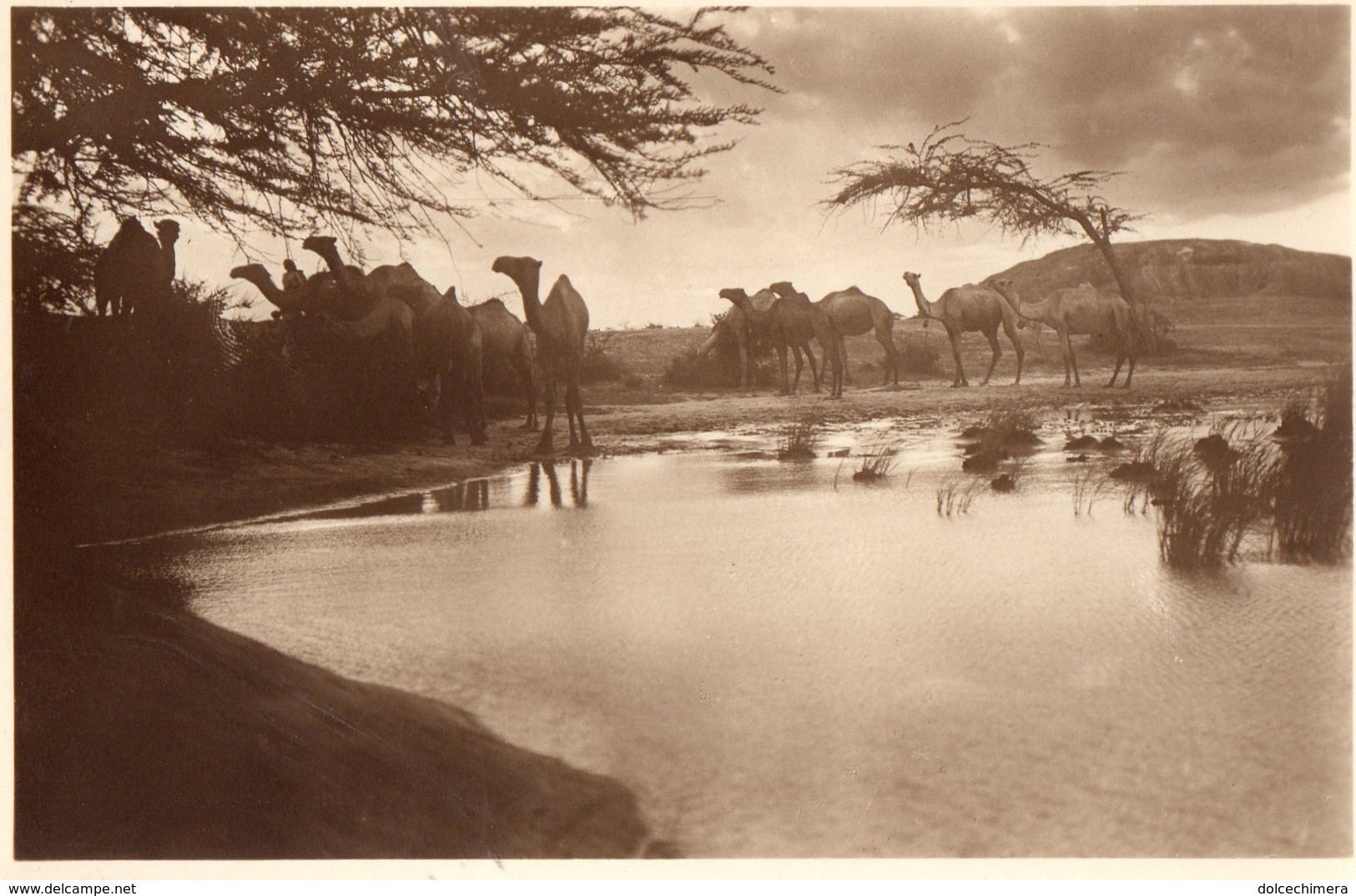 LIBIA-BUR HACABA-DROMEDARI - Somalia