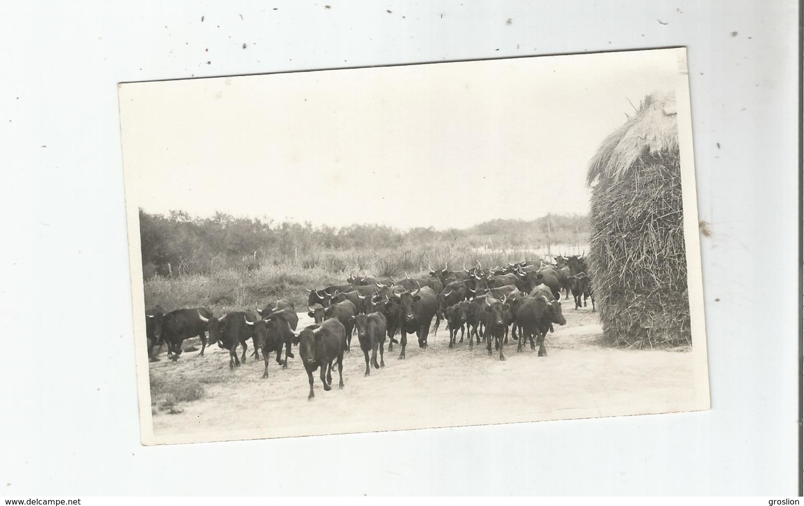 EN CAMARGUE CARTE PHOTO AVEC TAUREAUX (PHOTO GEORGE ARLES) - Sonstige & Ohne Zuordnung