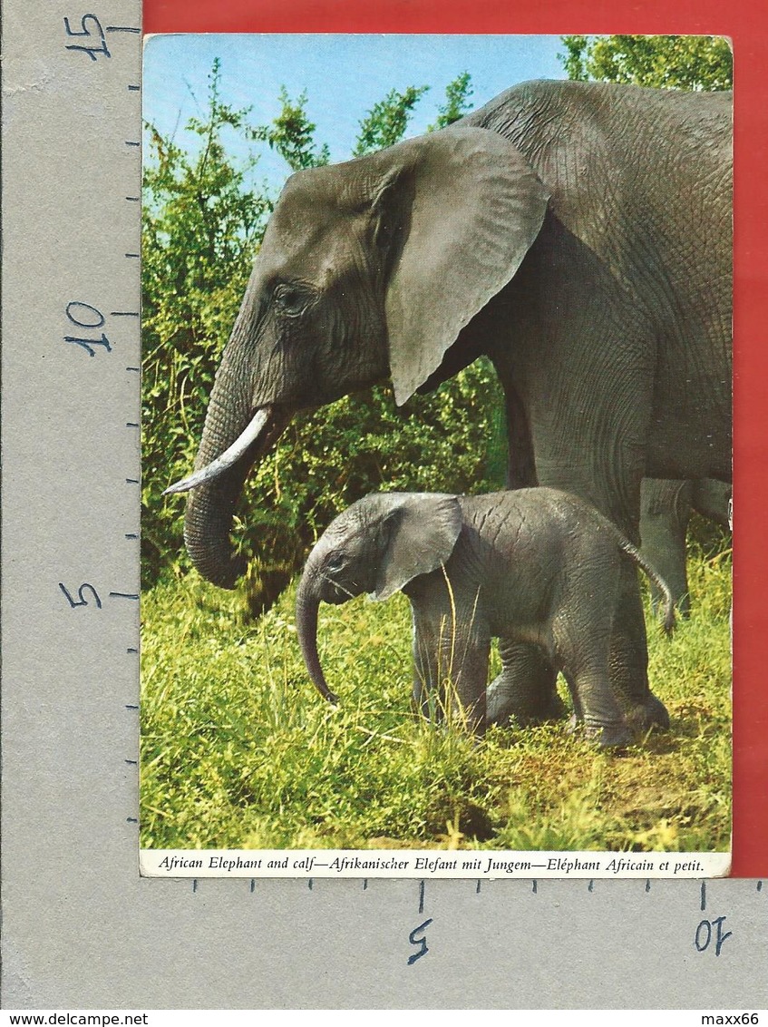 CARTOLINA VG ZAMBIA - Elefante Africano Con Cucciolo - 10 X 15 - ANN. 1971 - Zambia