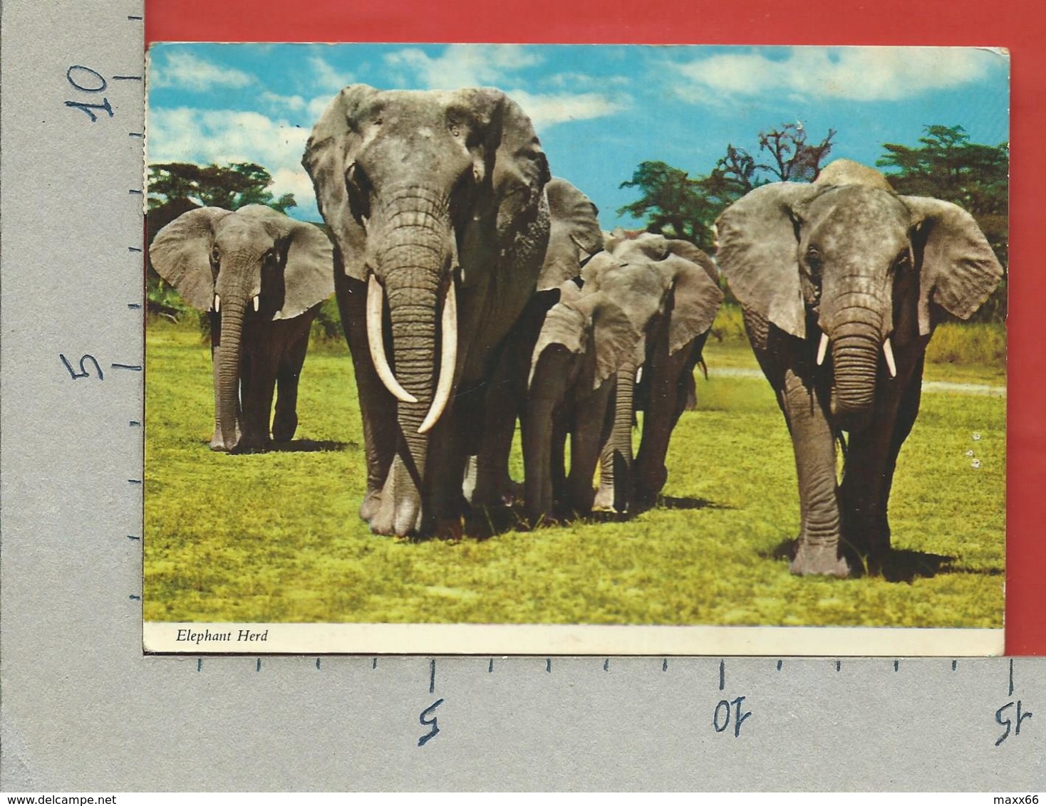 CARTOLINA VG TANZANIA - Elephant Herd - 10 X 15 - ANN. 1979 - Tanzania