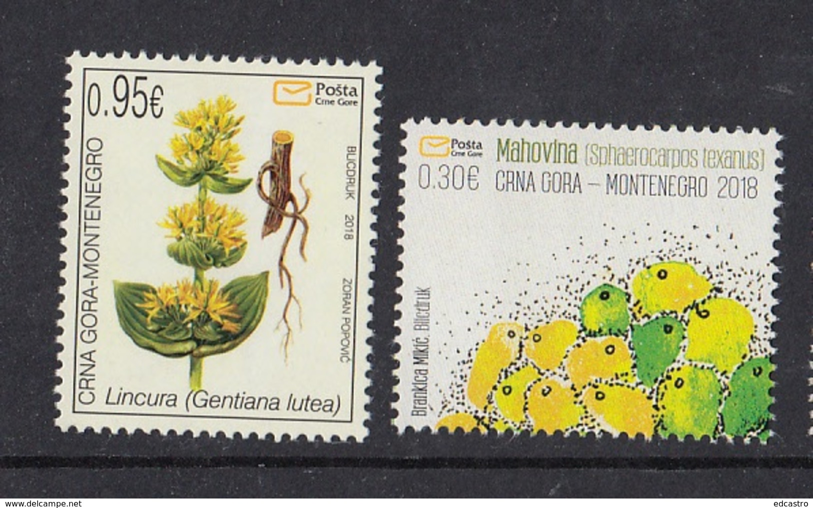 2.- MONTENEGRO 2018 Flora 2018 - Gentiana Lutea And Sphaerocarpos Texanus - Montenegro