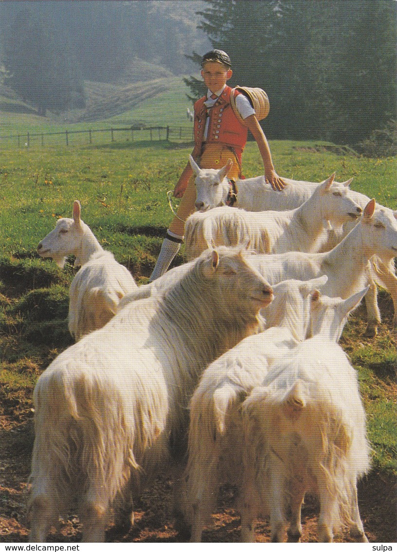 Chèvres Appenzelloises. Appenzeller Ziege, Die Kleinste Der Sieben Schweizer Rassen - Autres & Non Classés