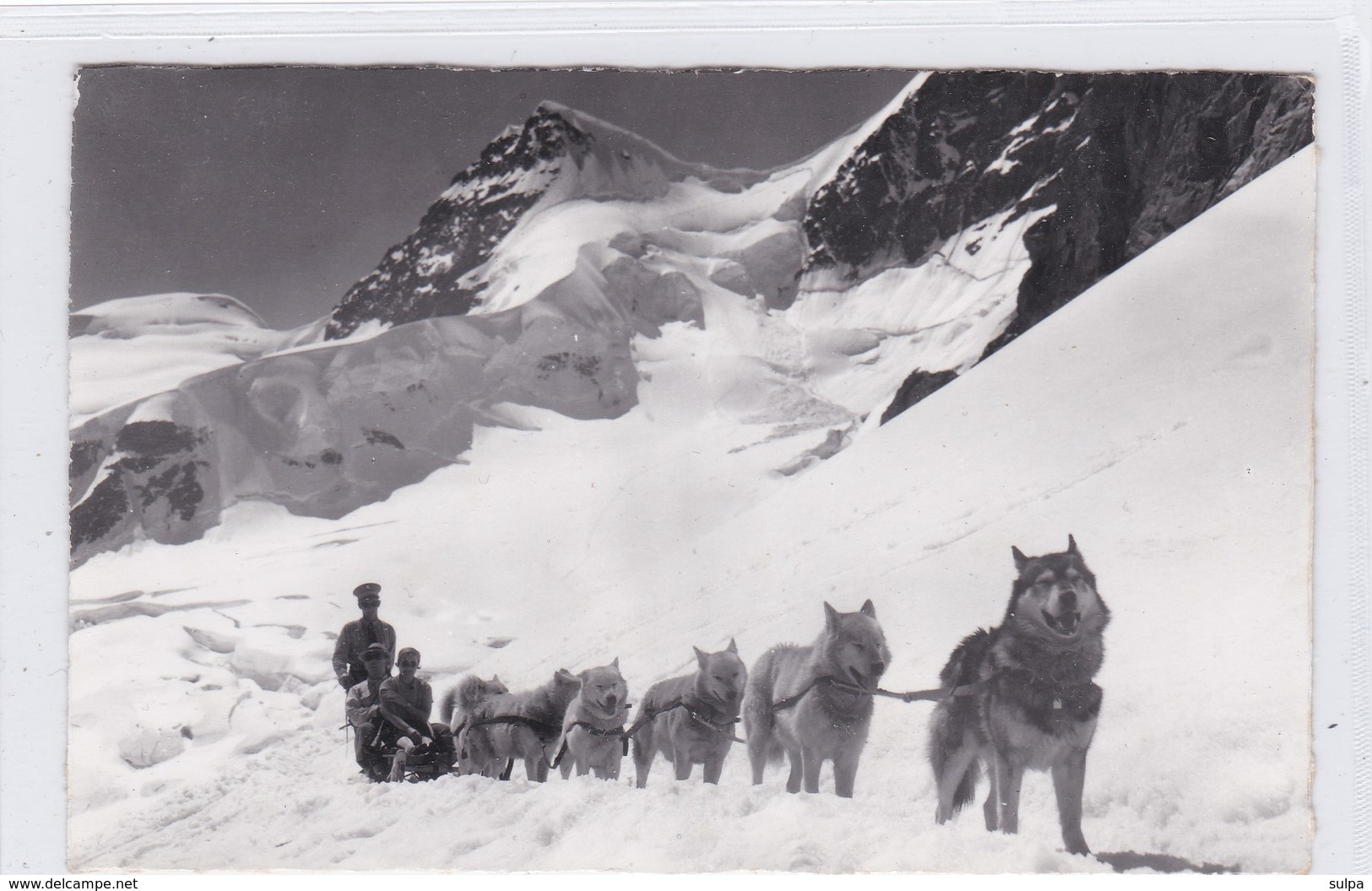 Chiens Polaires / Polarhunde, Jungfraujoch - Chiens