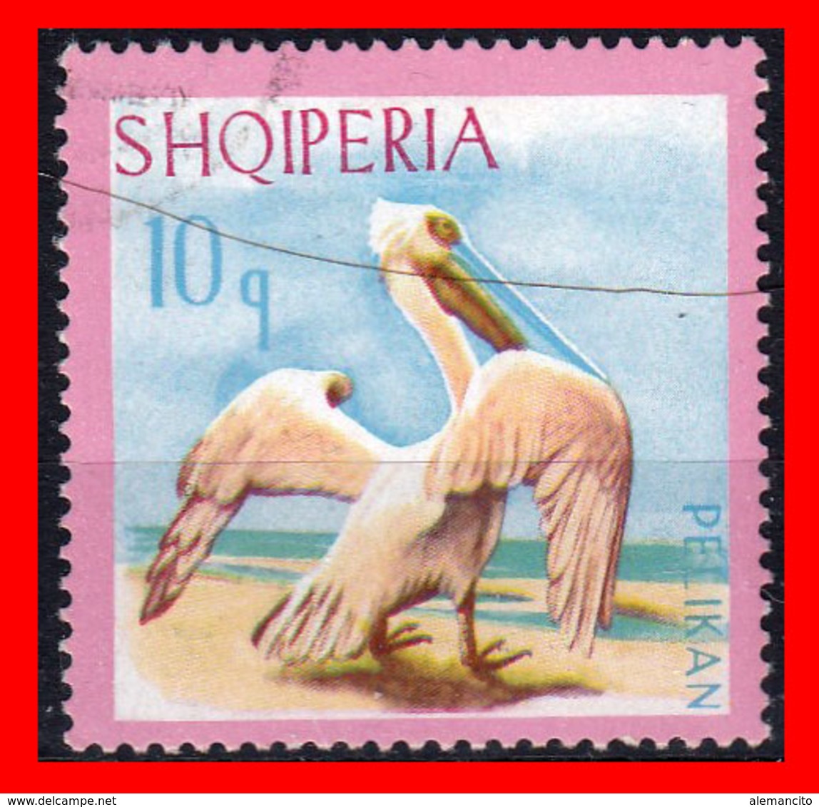 ALBANIA (SHQIPERIA) AÑO 1967 EL PELÍCANO DÁLMATA. PELECANUS CRISPUS - Albania