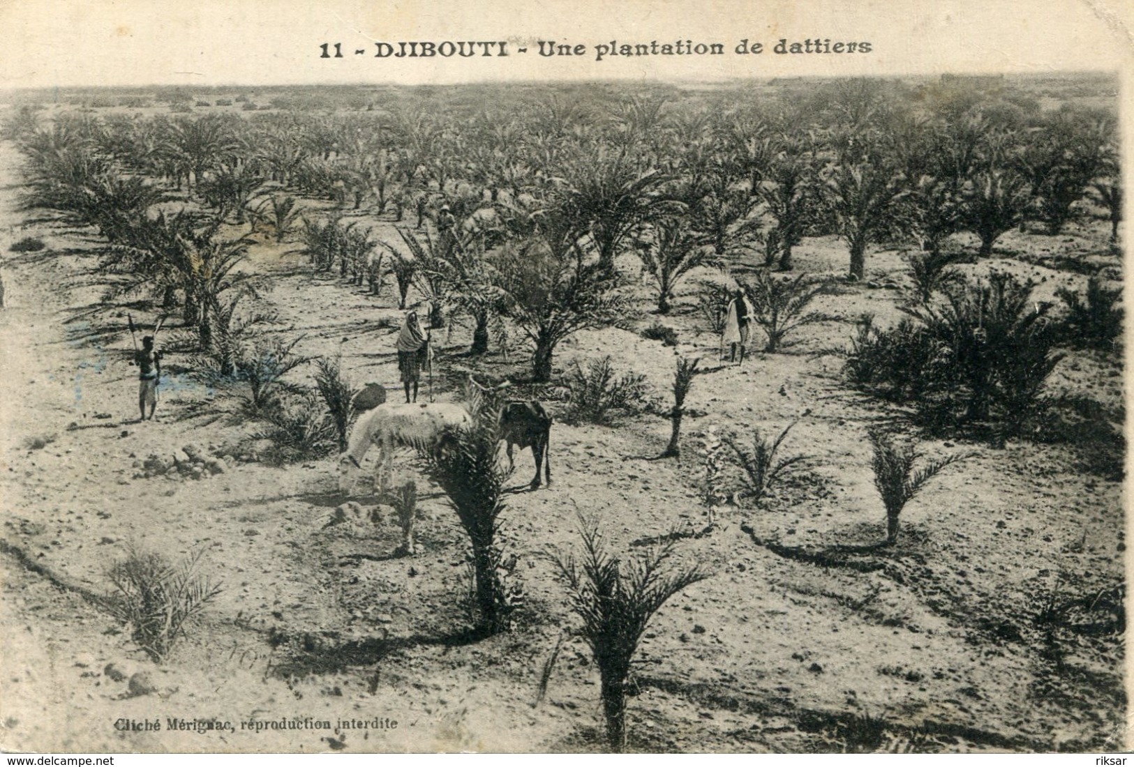 DJIBOUTI(ARBRE) DATTE - Djibouti