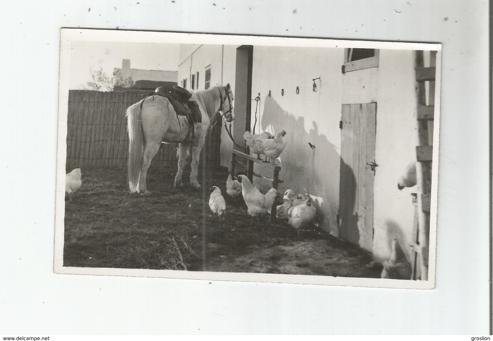 EN CAMARGUE CARTE PHOTO CABANE DE GARDIAN AVEC CHEVAL ET POULES (PHOTO GEORGE ARLES) - Sonstige & Ohne Zuordnung