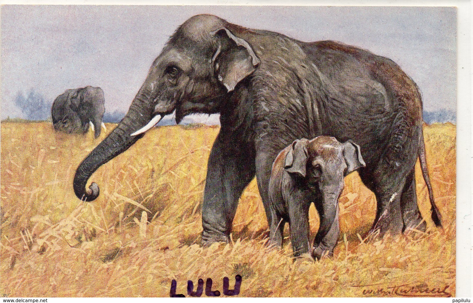 ANIMAUX 123 : Famille D éléphants - Éléphants