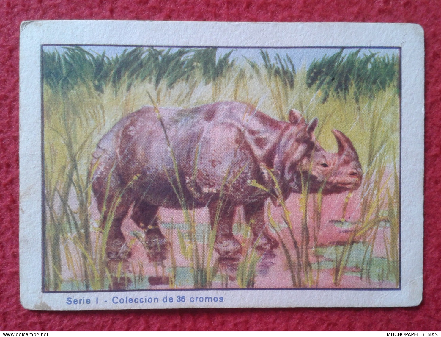 SPAIN ANTIGUO CROMO RARE OLD COLLECTIBLE CARD RINOCERONTE UNICORNIO RHINO RHINOCEROS RHINOS RHINOCEROSES EDUARDO PI VER - Autres & Non Classés