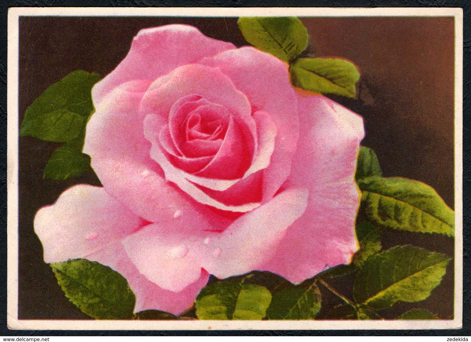 C2960 - Rosen Rose - Erhard Bunkowsky Dresden - Blumen