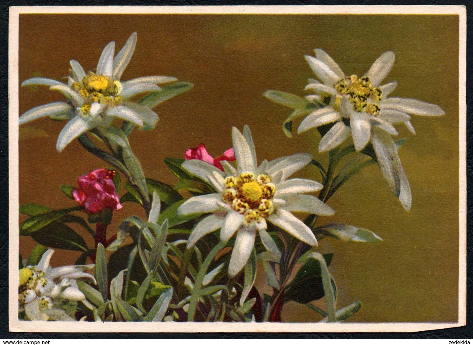 C2965 - Edelweiß - Leontopodium Alpinum - Erhard Bunkowsky Dresden - Blumen
