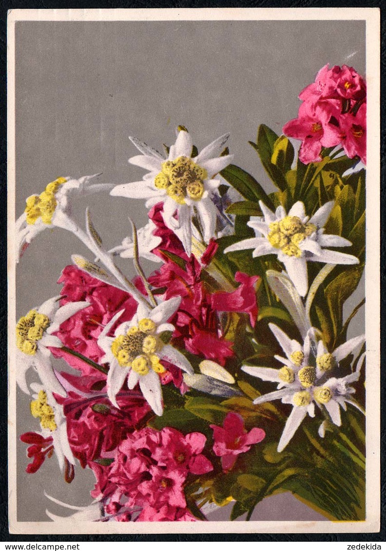 C2967 - Edelweiß Alpenrose - Leontopodium Alpinum - Erhard Bunkowsky Dresden - Blumen