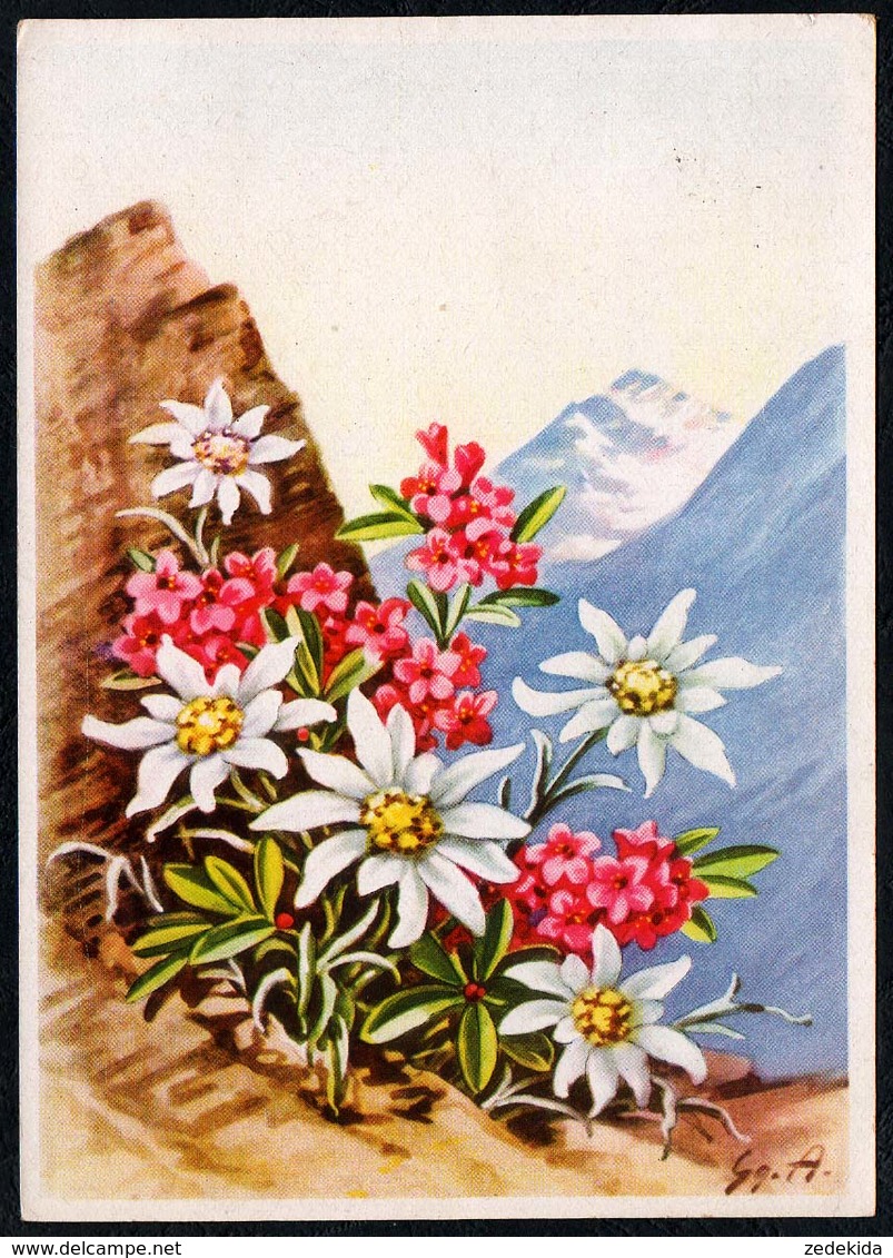 C2968 - Edelweiß Alpenrose - Leontopodium Alpinum - Blumen