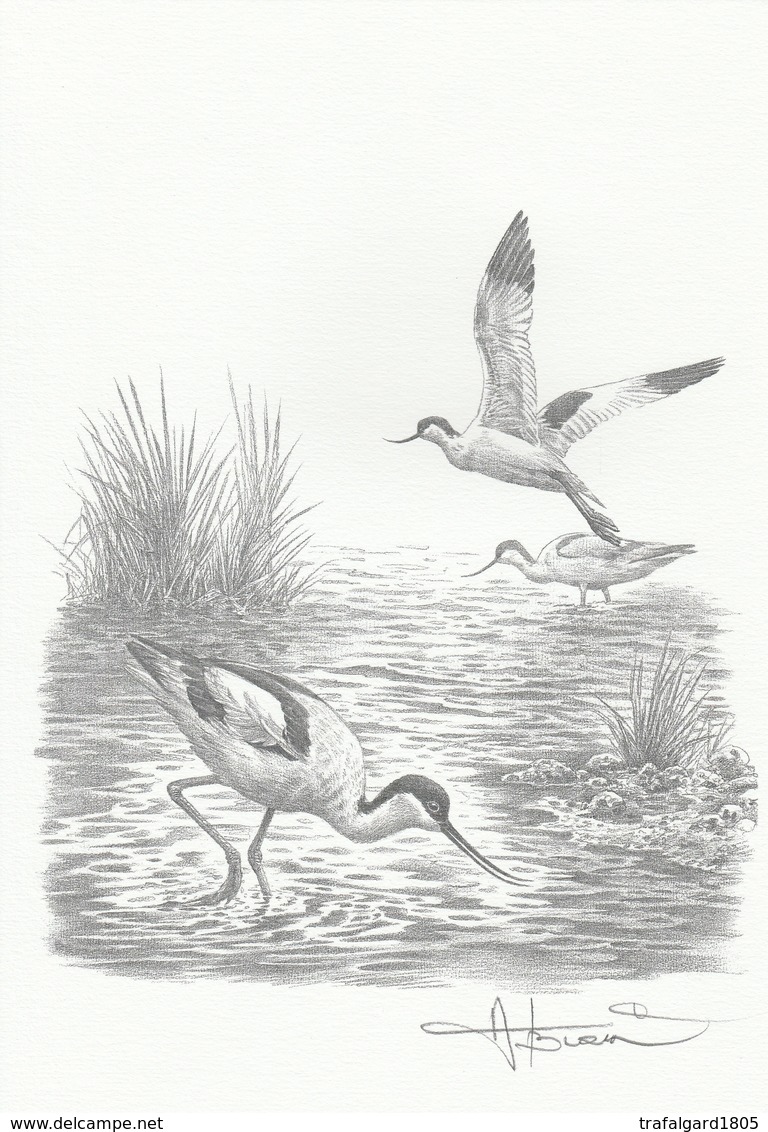 978. BUZIN. L'AVOCETTE ELEGANTE - 1985-.. Vögel (Buzin)