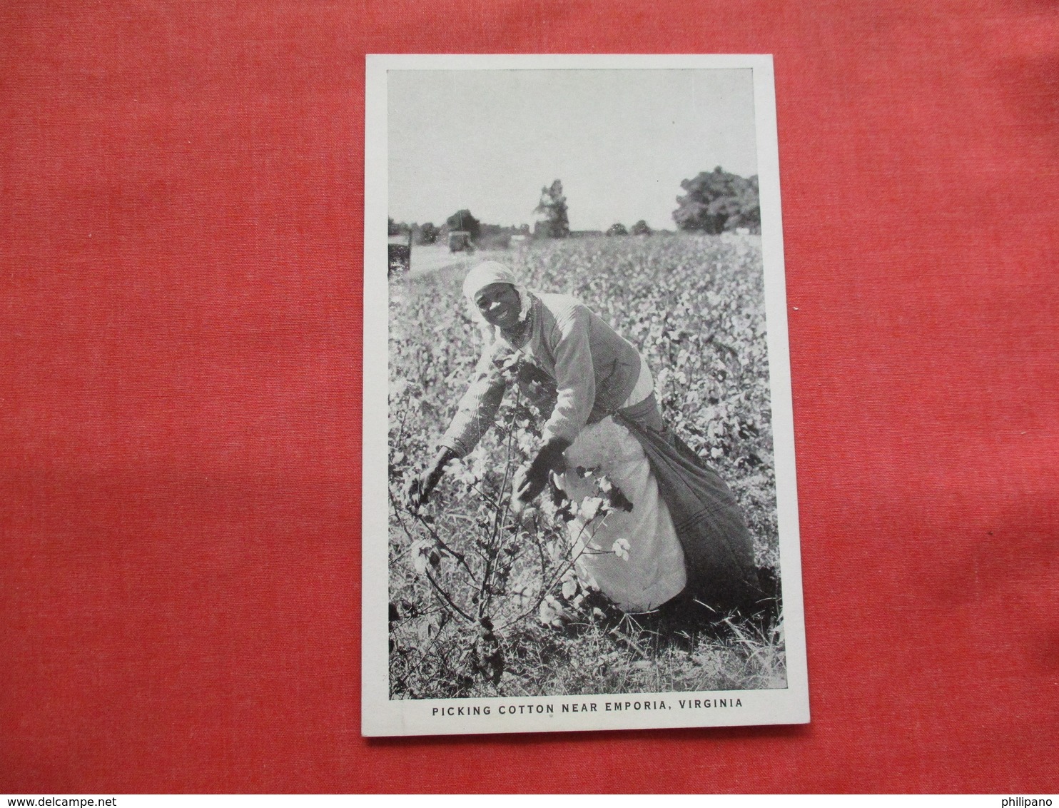 Picking Cotton Near Emporia Virginia    Black Americana      Ref 3173 - Black Americana