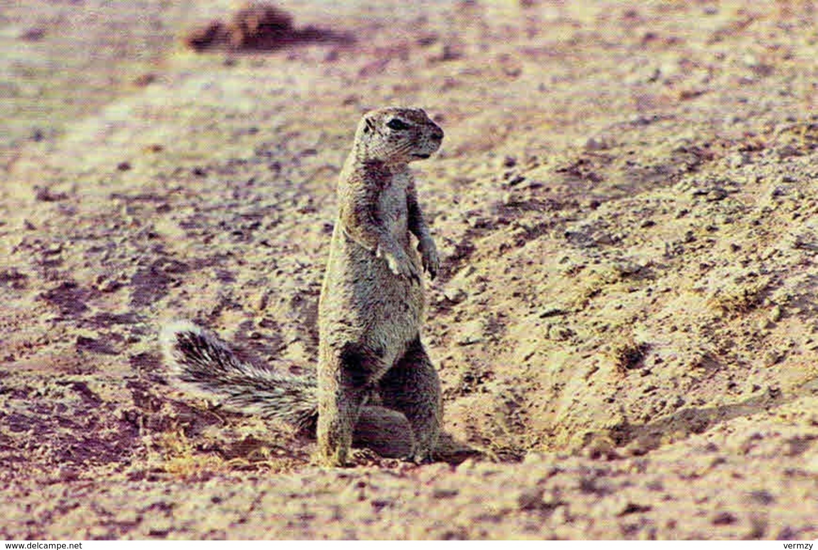 A Ground Squirrel At OKAUKUAJO ETOSHA PAN. (South West Africa) - Afrique Du Sud