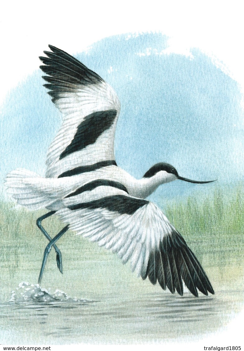 307.BUZIN. L'AVOCETTE - 1985-.. Oiseaux (Buzin)