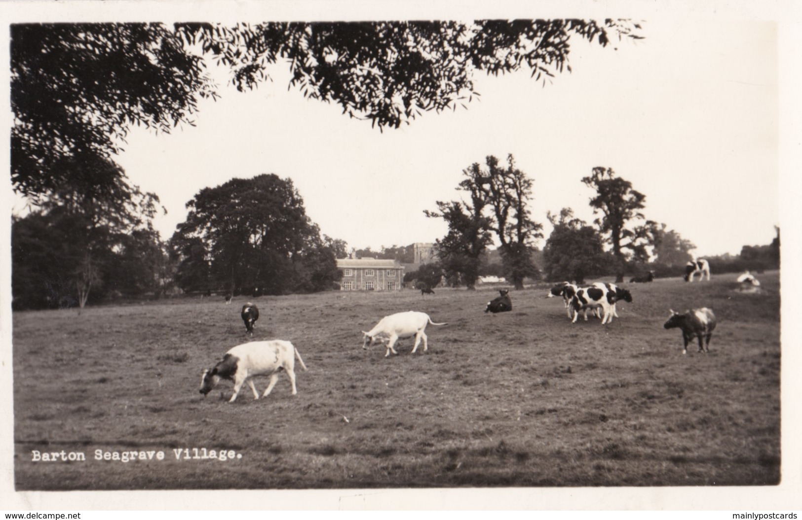 AO63 Barton Seagrave Village, Kettering, Northants - RPPC, Cows In Foreground - Northamptonshire