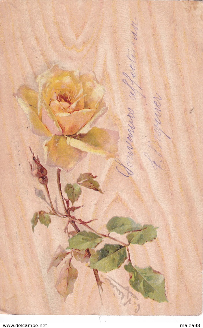 KLEIN   CATHARINA,,,,,,ROSE  JAUNE SUR FOND   Peu  COURANTE,,,,,VOYAGE,,,,BE, ,,,, - Klein, Catharina