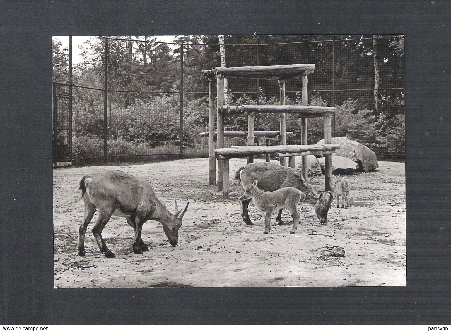 PLANCKENDAEL - BEZOEKT  "ZOO"  ANTWERPEN - ALPENSTEENBOK    (11.677) - Mechelen