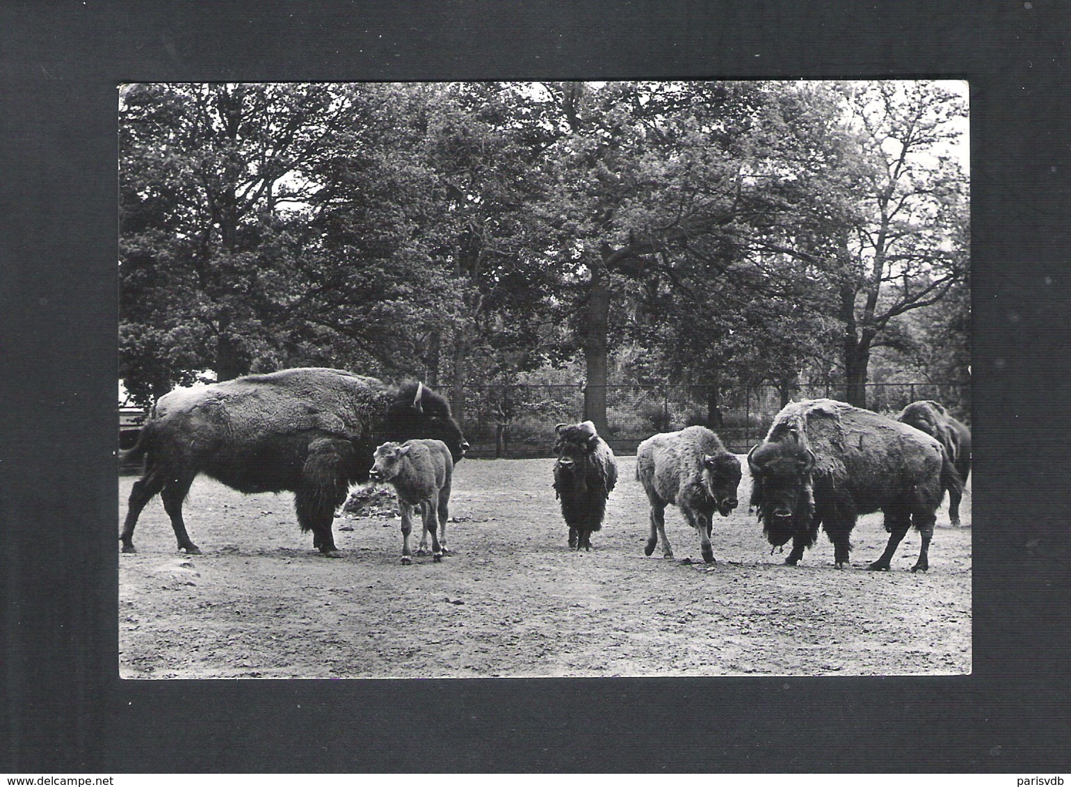 PLANCKENDAEL - BEZOEKT  "ZOO"  ANTWERPEN - BIZON   (11.681) - Mechelen