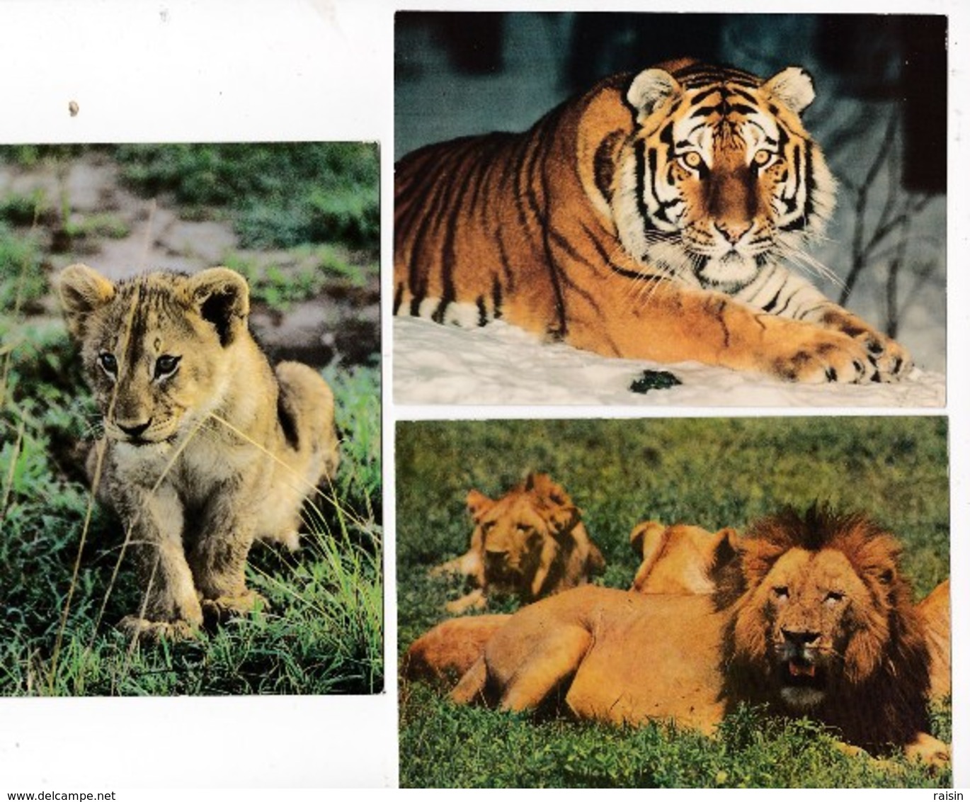 Animaux Lions En Groupe  Lionceau(Zoo De Palmyre N°21 )  Tigre De Sibérie (Panthera Tigris Altaica) Lot De 3 Cartes BE - Lions