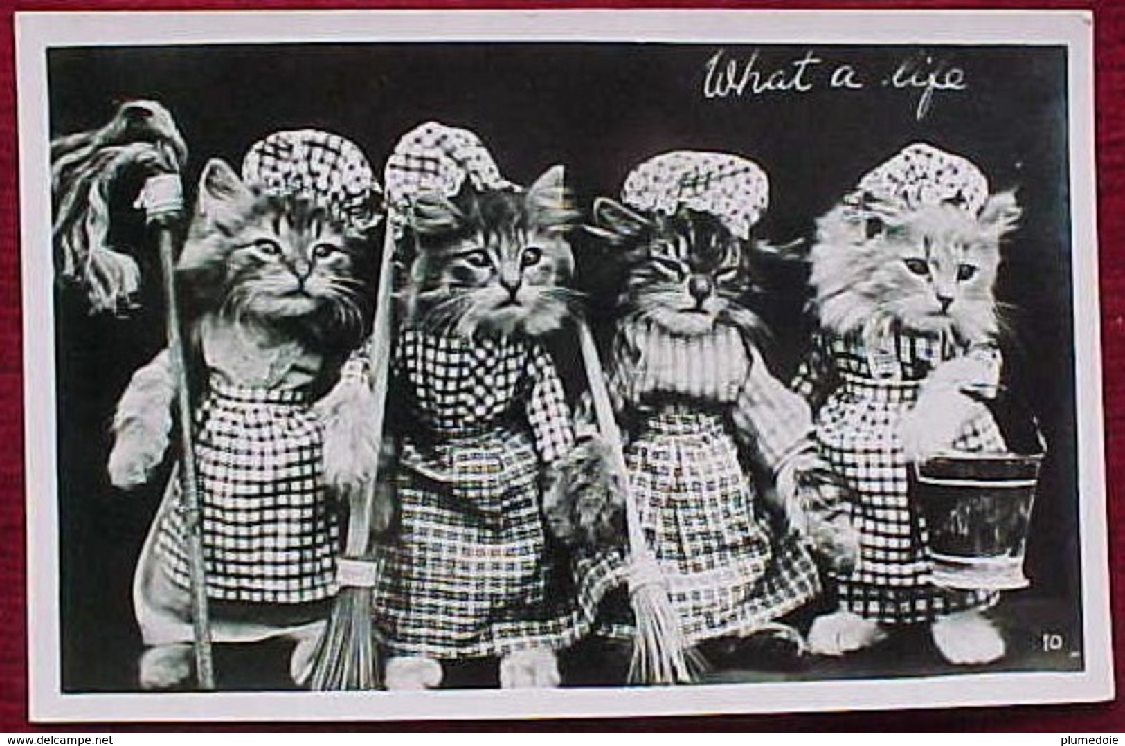 Cpa CHATS HABILLES CHAT FEMMES De MENAGE ,seau , Serpillère , DRESSED KITTEN CAT KATZE PHOTO WHAT A LIFE ! - Animaux Habillés