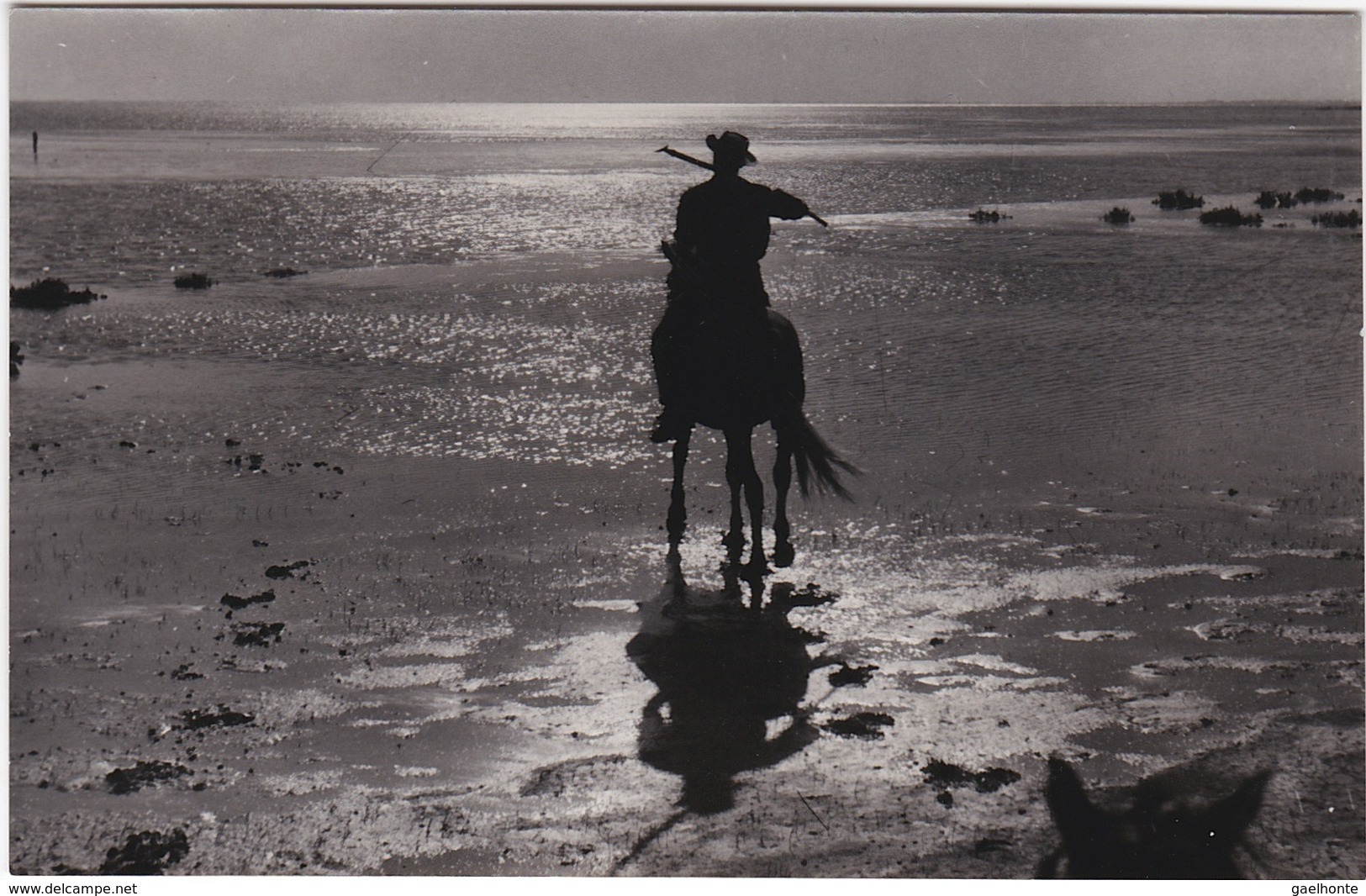 D1121 EN CAMARGUE - LES SAINTES MARIES DE LA MER - HOMME A CHEVAL - CONTRE JOUR - MARCHE DANS L'EAU - Provence-Alpes-Côte D'Azur