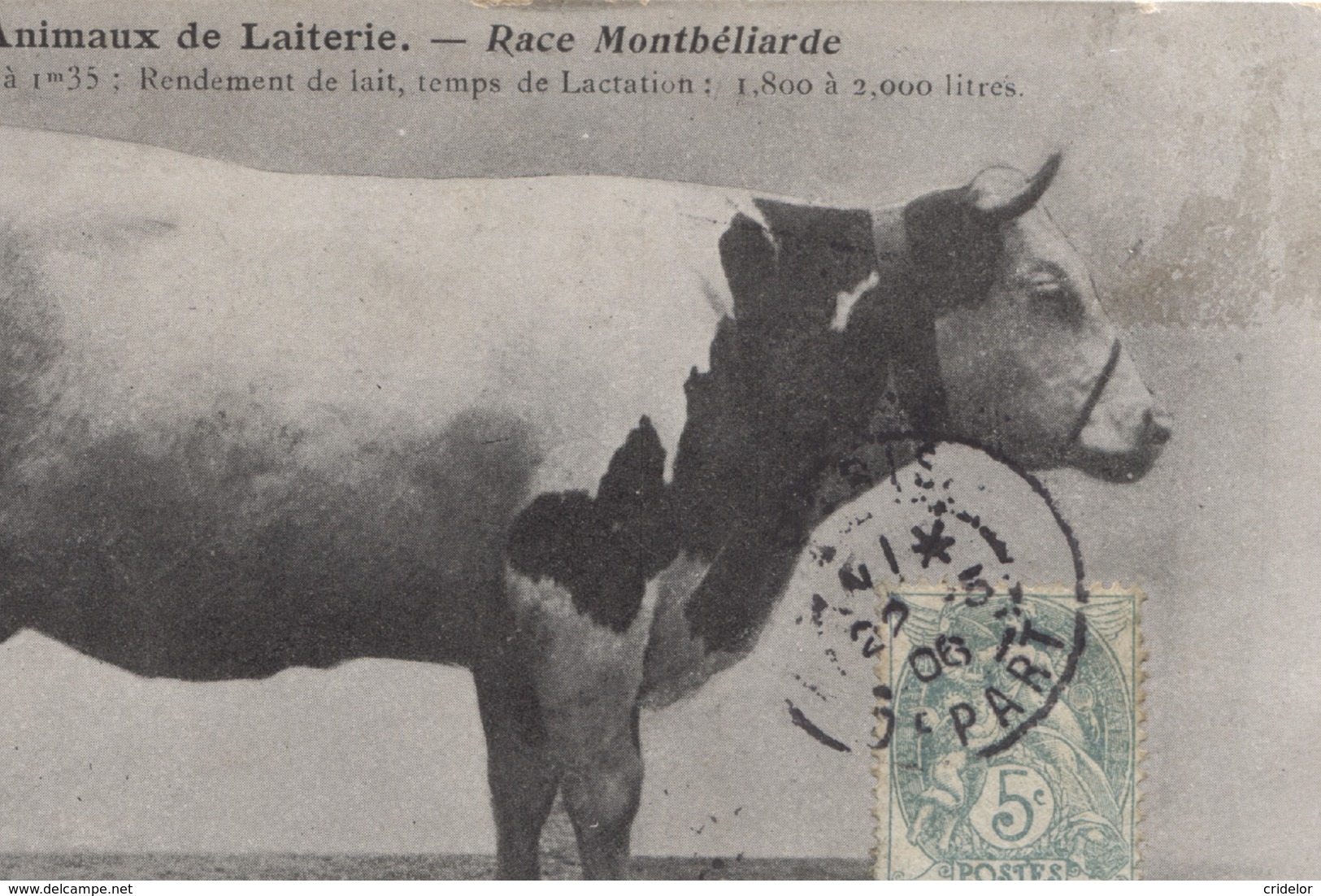 THEMES - VACHES - ANIMAUX DE LAITERIE - RACE MONTBELIARDE - VOIR ZOOM - Mucche