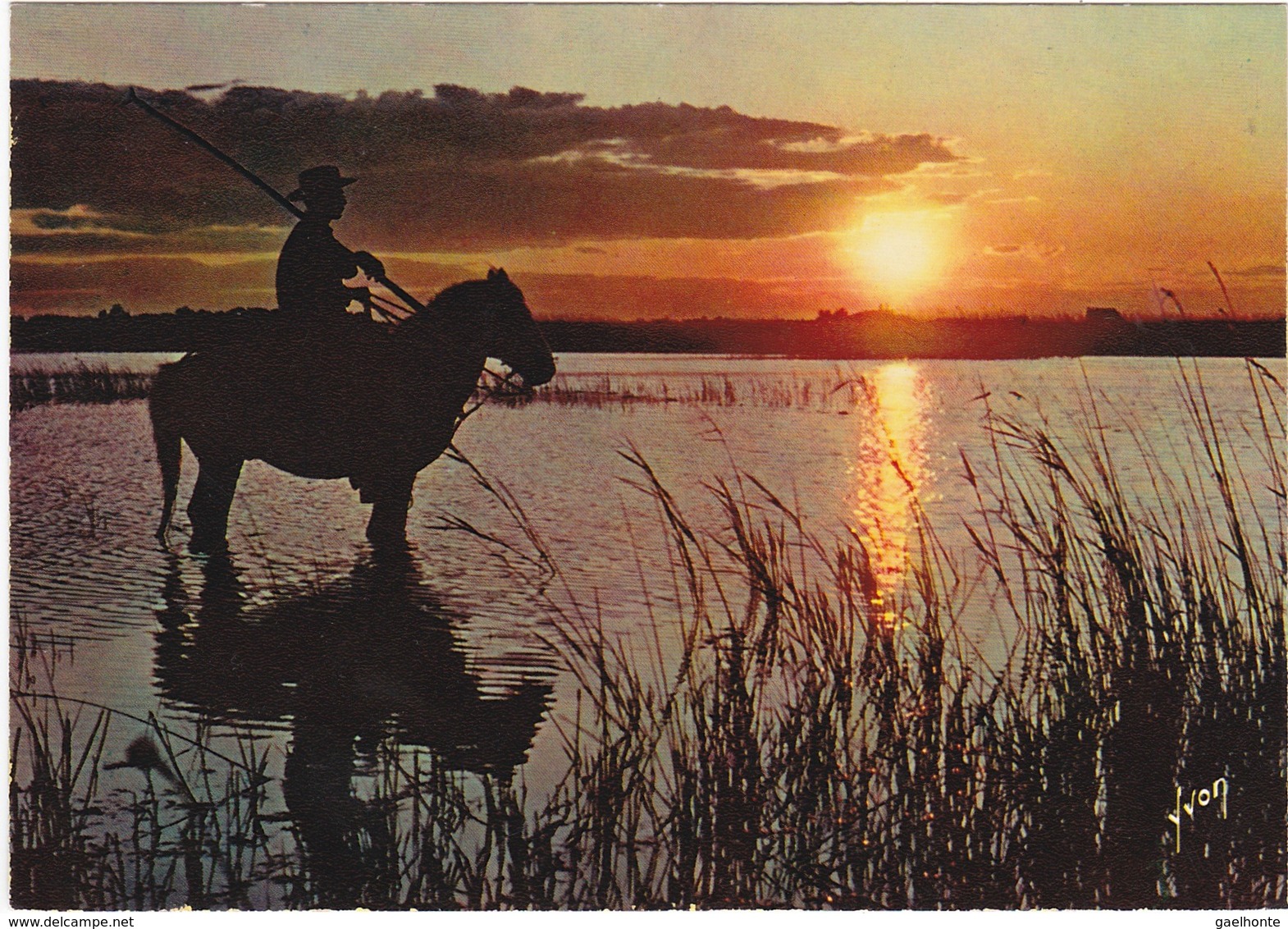 D1128 EN CAMARGUE - GARDIAN DANS LES MARAIS / COUCHER DE SOLEIL - Provence-Alpes-Côte D'Azur